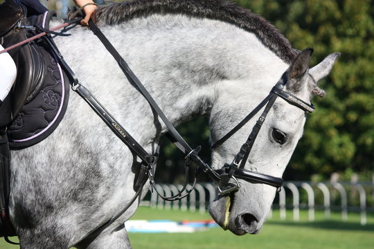 White horse portrait under saddle