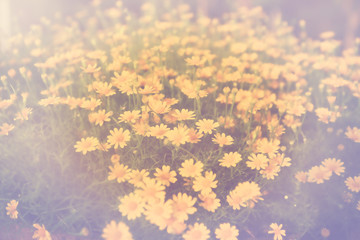 Obraz na płótnie Canvas Daisy flowers field selective focus with vintage filter effect