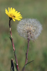 dandelion on meadow spring season