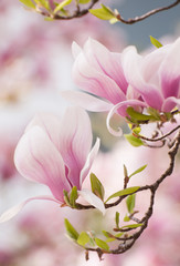 Obraz premium Magnolia flower in springtime