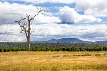 Fototapeta na wymiar Tasmania Landscape