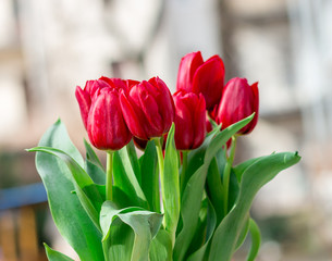 Rote Tulpen