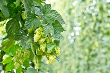 hop cones