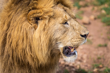 Close up of Lion head