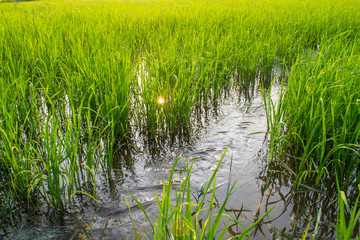 Obraz premium rice field
