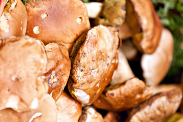 Porcini mushrooms