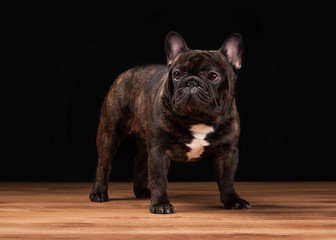 French bulldog puppy on black background with wooden texture