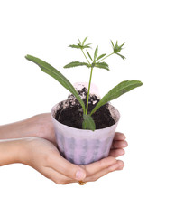 hand with young seedlings of parsley in small pot