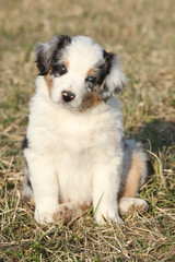 Nice puppy of Australian Shepherd Dog in early spring grass