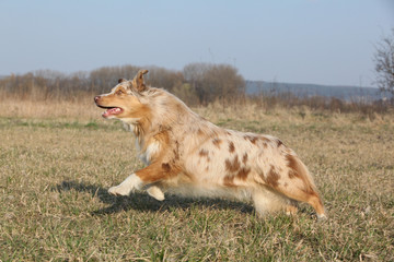 Australian Shepherd dog jumping