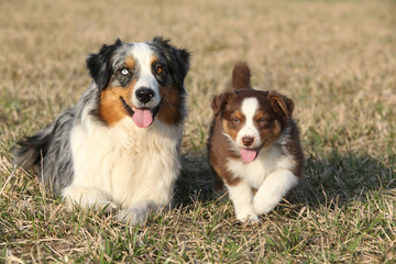 Beautiful Australian Shepherd Dog with its puppy