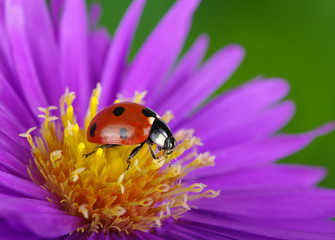 Ladybug and flower