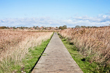Fototapeta premium Marshland path