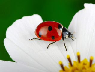 Fototapeta premium Ladybug and flower