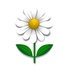 Vector camomile, design element