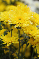 yellow chrysanthemums flowers