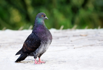 King pigeon