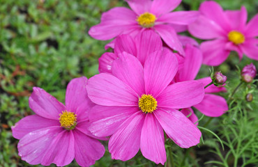 Pink cosmos flower garden