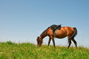 Obraz premium Horse on a pasture