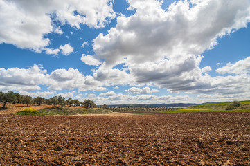 Fototapeta na wymiar Olive field, Greeny landscape agaisnt blue sky and sun, spanish