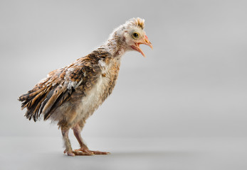 chick