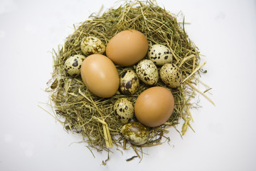 Hen eggs and Quail eggs on the hay nest