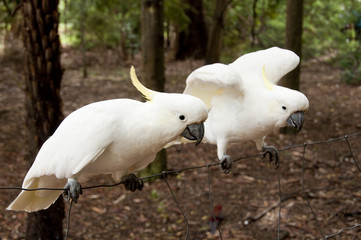 Two cockatoos © hshii