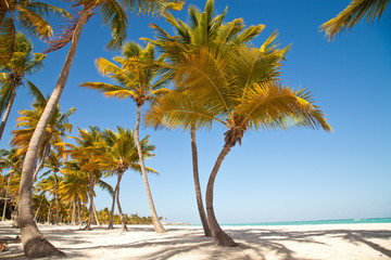 Caribbean sea and palms