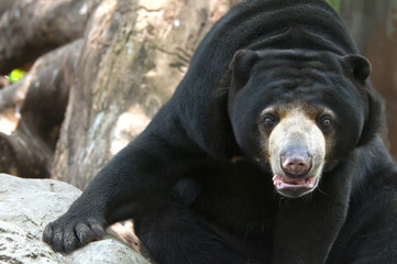 Malayan sun bear