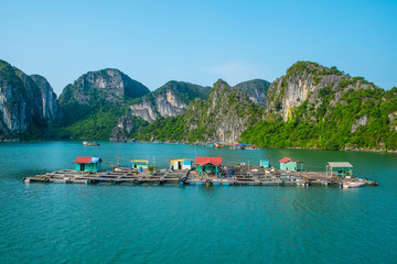 Obraz premium Floating fishing village in Halong Bay