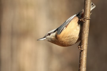 Nuthatch - Sitta europaea captured twig