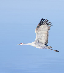 A Sandhill Crane Against the Pale Blue