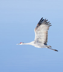 Obraz premium A Sandhill Crane Against the Pale Blue
