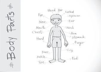 Illustration parts of the body