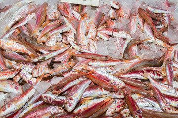 Fresh from the ocean red fish variety.