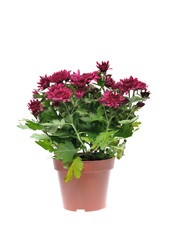 Chrysanthemum flower in pot