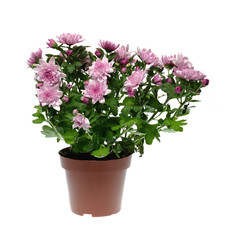 Chrysanthemum flower in pot