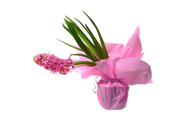 Pink hyacinth flowers isolated on a white background