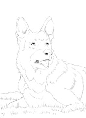 portrait of german shepherd