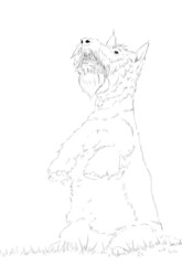 The Scottish Terrier portrait