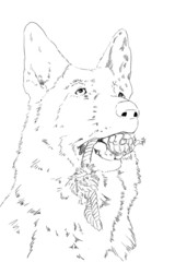 portrait of german shepherd with toy