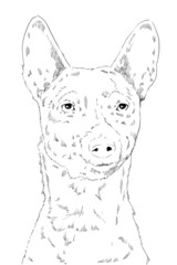 Dog of breed the basenji face, scetch