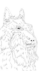 The portrait of Scottish Terrier