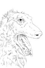 Borzoi dog pencil drawing