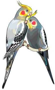 cockatiels