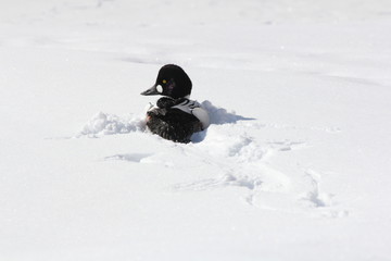 Common goldeneye