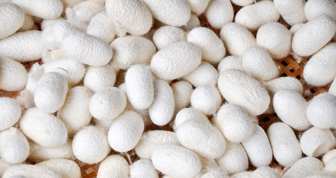 Cocons de vers &agrave; soie