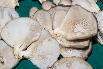 Edible large mushrooms