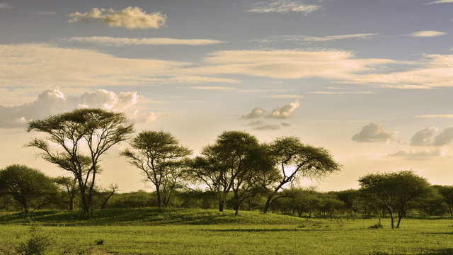 African savannah at sunset