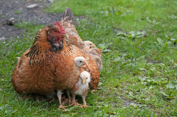 hen and chickens